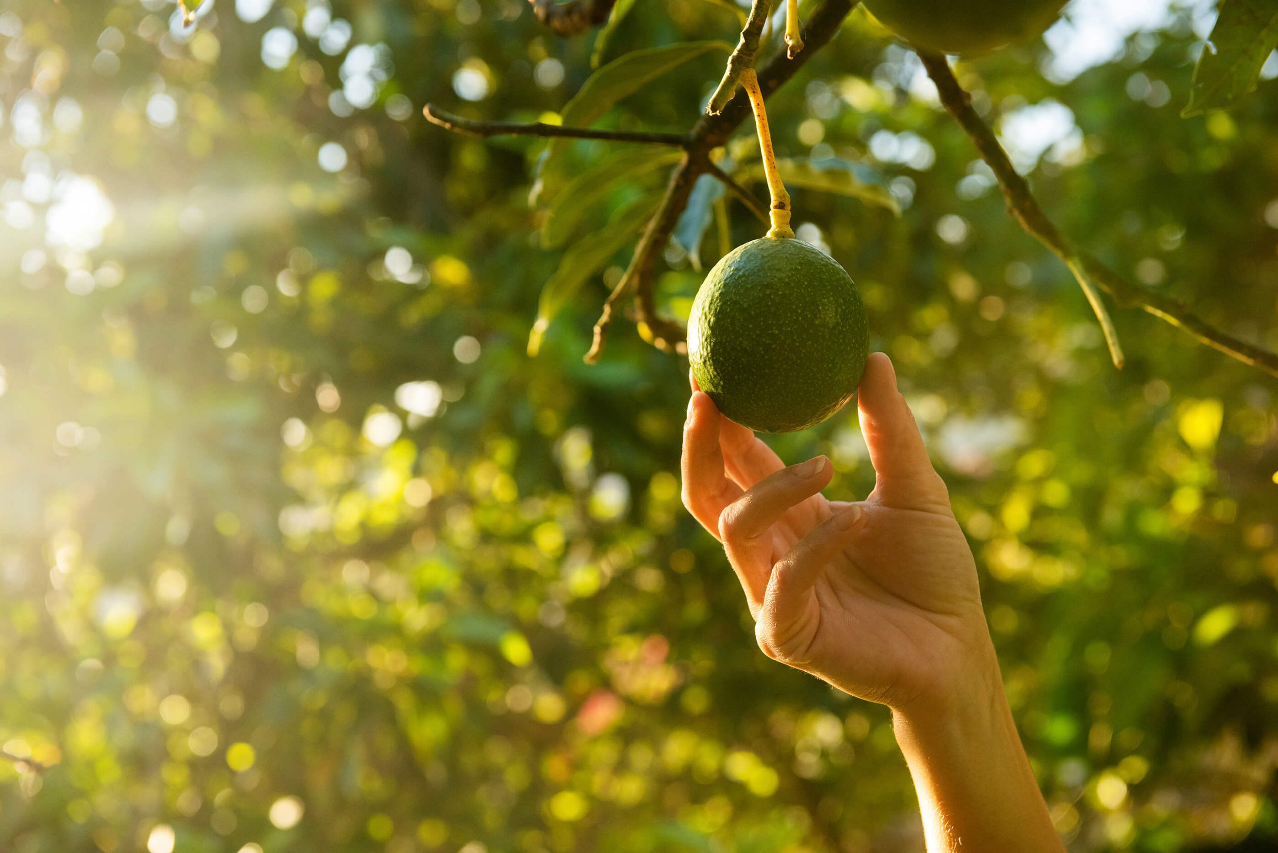 levering aan huis Logisch trolleybus FruitPro B.V. | Vers fruit vanuit heel de wereld